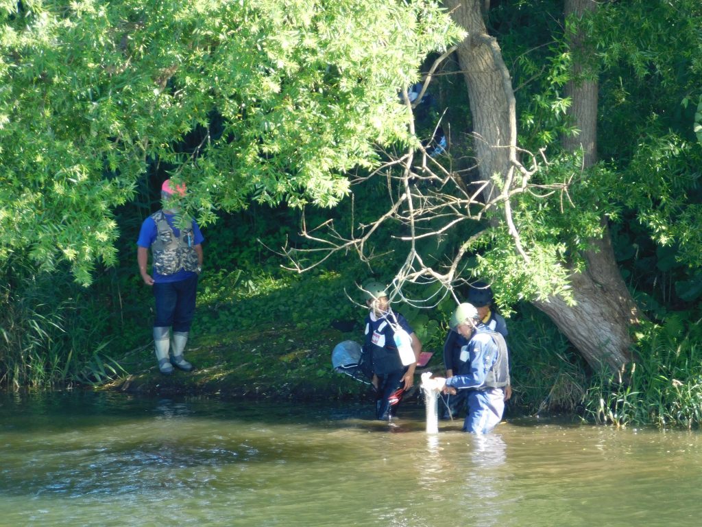 岩木川取水堰魚類調査の模様