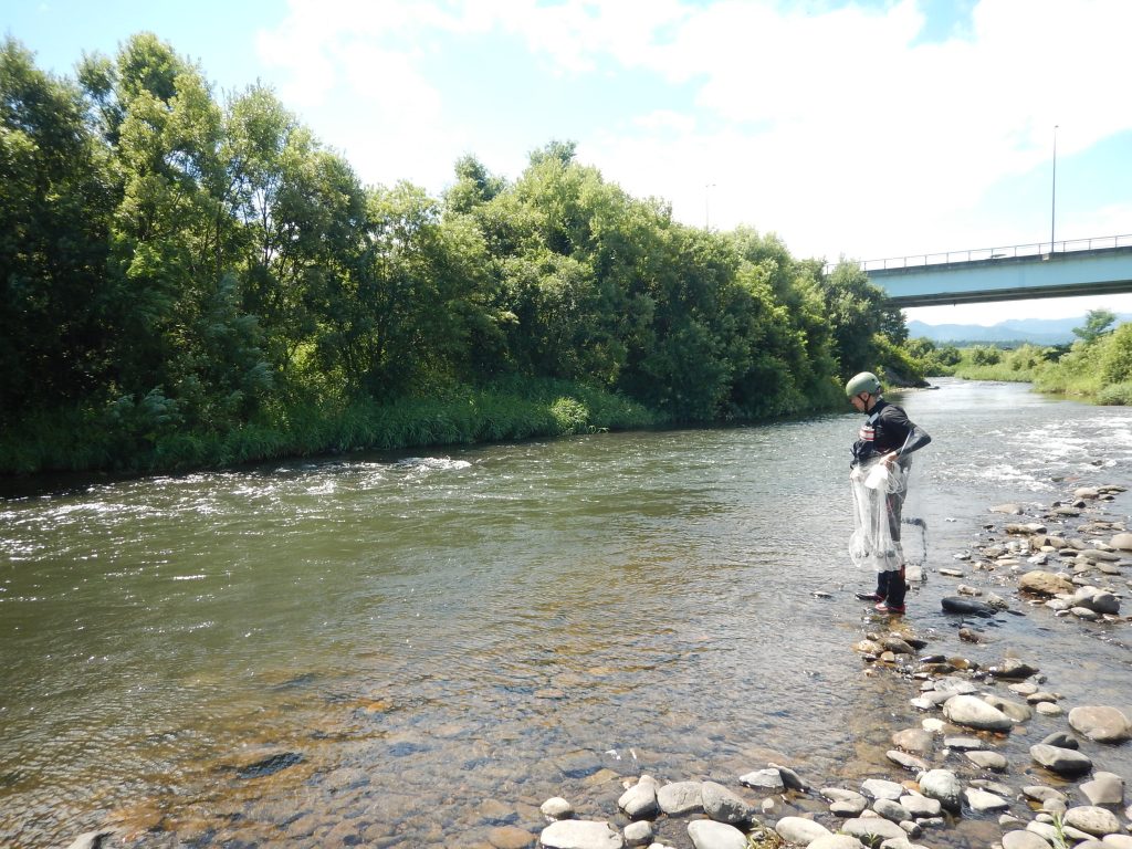 岩木川取水堰魚類調査の模様