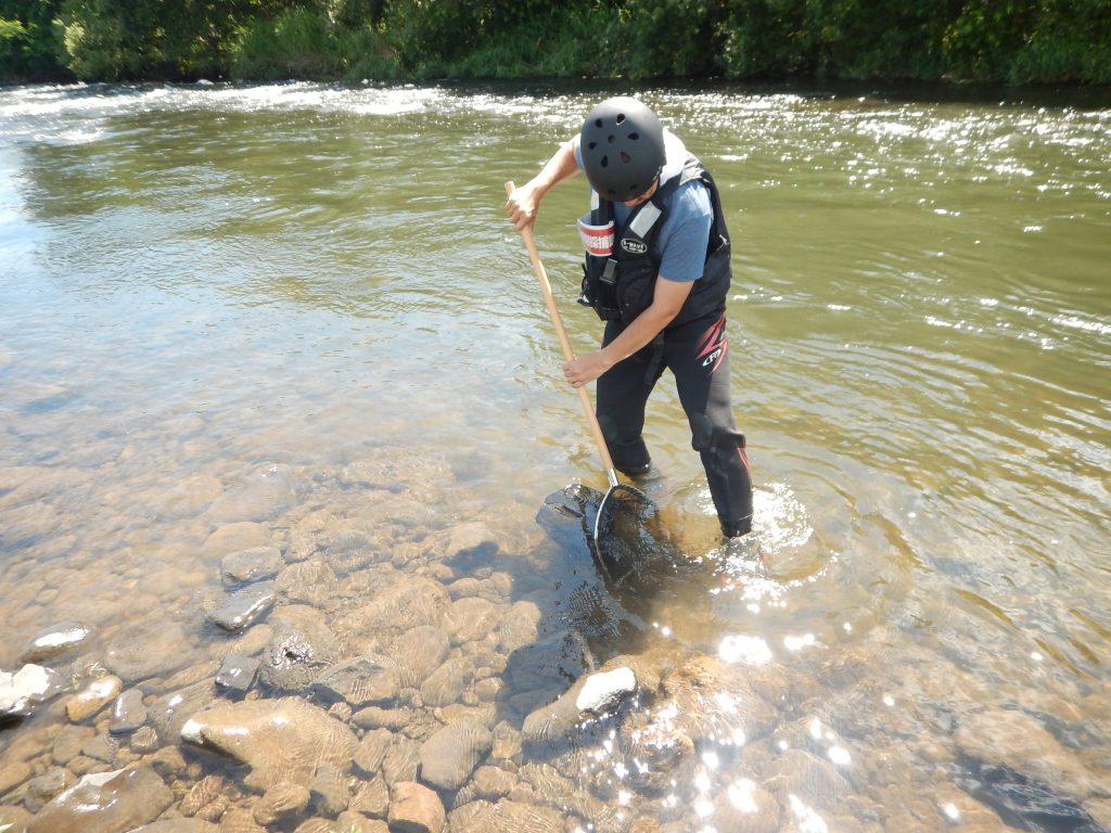 岩木川取水堰魚類調査の模様