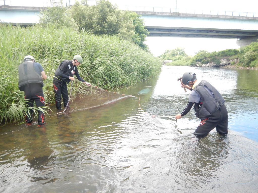 岩木川取水堰魚類調査の模様