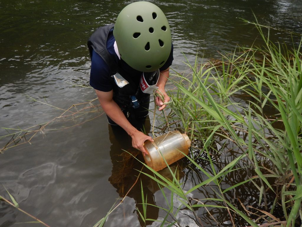 岩木川取水堰魚類調査の模様