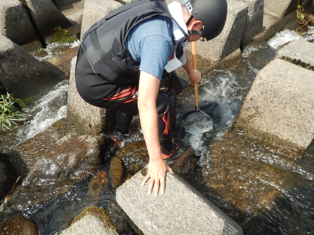 岩木川取水堰魚類調査の模様