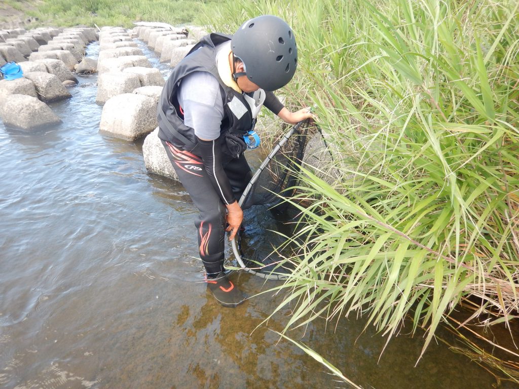 岩木川取水堰魚類調査の模様